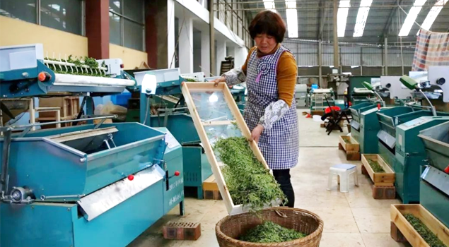 春茶贵如金，茶商如何在短时间内海量备货？